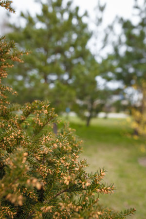Beautiful coniferous bush branches with many tiny brown cones. Soft focused Close up shotの写真素材
