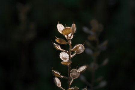 beautiful dry plant with brown round small leaves on dark background in sun rays light, soft focused macro shotの写真素材