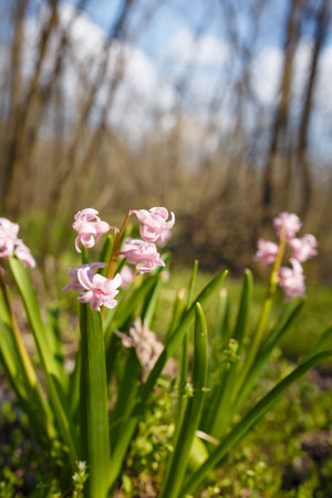 tender pink hyacinths on forest background. spring flowers and plants, beautiful flora, natural landscape. Vertical shotの写真素材