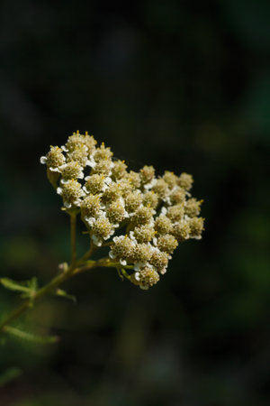 almost dry achillea twig with flowers also known as yarrow, allheal, bloodwort or soldiers woundwort. Macro shot on dark backgroundの写真素材