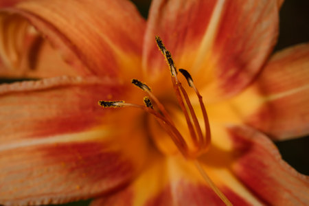 Bright orange lily flower with pistil, stamen and petals soft focused macro shotの写真素材