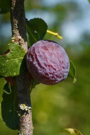 desiccated crumpled plum on branch with green foliage, abandoned orchard with dry fruit, drought and climate changeの写真素材