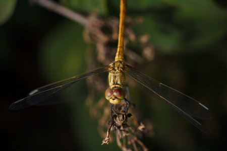 soft focused macro shot of dragonfly sitting on plant, life of insectsの写真素材
