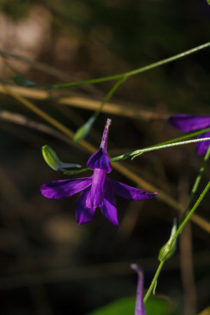 consolida regalis, forking rocket larkspur with purple flower growing in field, vertical soft focused macro shotの写真素材