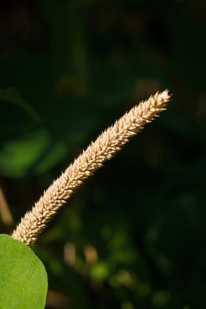 Timothy grass, common cat tail seed head, or phleum pratense. Wild flora on dark background, macro shot.の写真素材