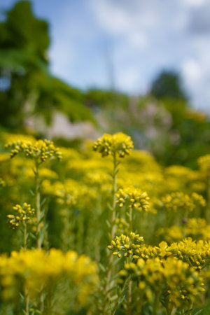 soft focused shot of beautiful yellow wildflowers on blue sky background, vertical shotの写真素材