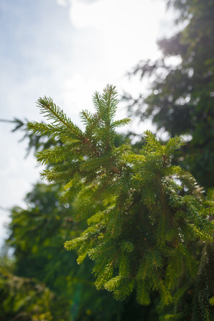 Beautiful fir tree with tender branches and fresh green needles in back light sun on sky background. Spring time, evergreen plants, floraの写真素材