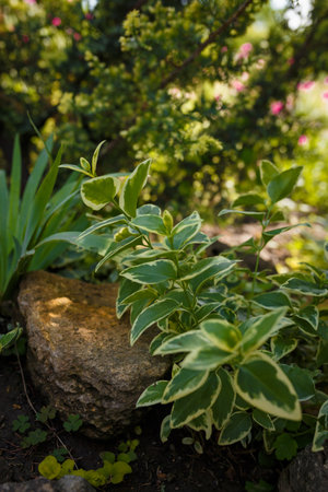 Decorative spindle bush, evergreen wintercreeper or euonymus fortunei. Ornamental plant with variegated green white leaves, family celastraceaeの写真素材