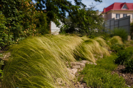 Stipa bushes, ornamental needle, spear or feather grass. Tenuissima, nasella tussock in yard or...