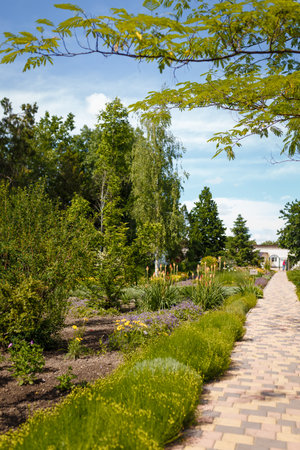 Beautiful botanical garden. Park with walkway, trees, red hot poker flower Torch lily, tritoma or kniphofia, bushes of Santolina rosmarinifoliaの写真素材