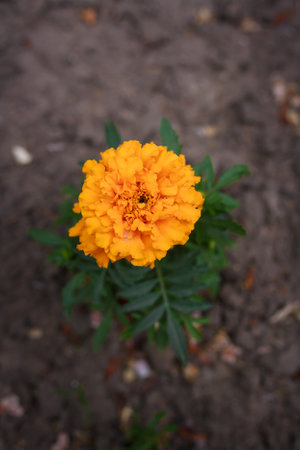 Cempazuchitl, cempasuchil also known as big african marigold or tagetes erecta. Decorative flowering plant in summer gardenの写真素材