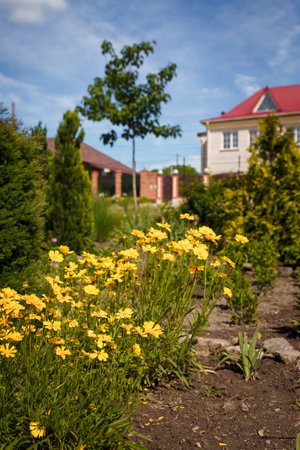 Yellow flowers of lance leaved tickseed or coreopsis lanceolata in garden or yard, blurry house, tree and blue sky on backgroundの写真素材