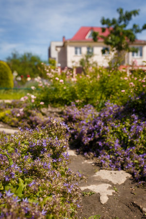 Beautiful campanula poscharskyana flower bed, botanical garden with flowering ornamental plants. Blurry roses, house on backgroundの写真素材