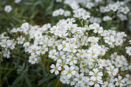 Phlox subulata White delight or moss mountain phlox flowers, evergreen perennial ornamental flowering plant, natural floral background, close upの写真素材