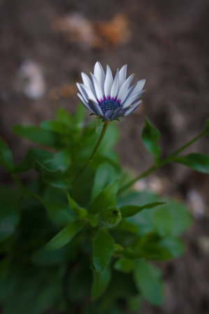 Soprano white osteospermum or dimorphotheca flower, African daisy or star of the veldt. Spring...