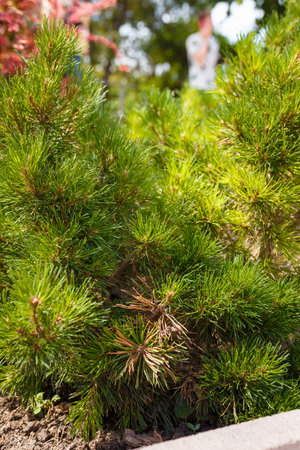 Little pine tree with green needles in park or plant nursery, spring garden. Coniferous plantsの写真素材