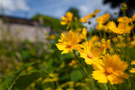 Beautiful bright yellow perennial tickseed flowers or coreopsis lanceolata from asteraceae family. Summer flower bed. Soft focused shotの写真素材