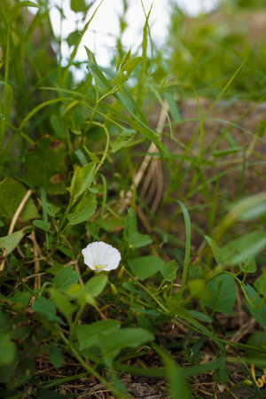 Small white field bindweed flower orの写真素材