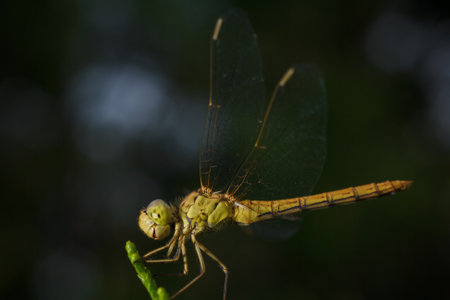 soft focused macro shot of dragonfly sitting on plant, life of insectsの写真素材