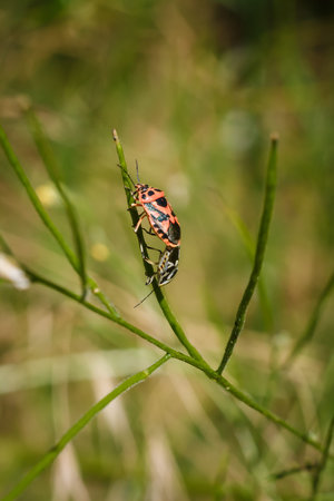 Two shield bugs mating on green plant. Eurydema ornata from family Pentatomidae. Soft focused...