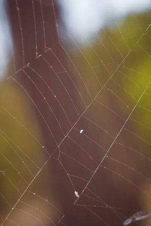 spider web on brown background in autumn forest, vertical soft focused macro shot