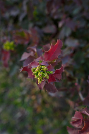 soft focused closeup shot of burgundy leaves and flower buds of barberry, berberis thunbergii in spring before floweringの写真素材