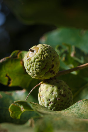 soft focused close up shot of green acorn among oak foliage
