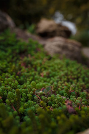 sedum or stonecrop succulent plant, soft focused close up shot of botanical garden flora