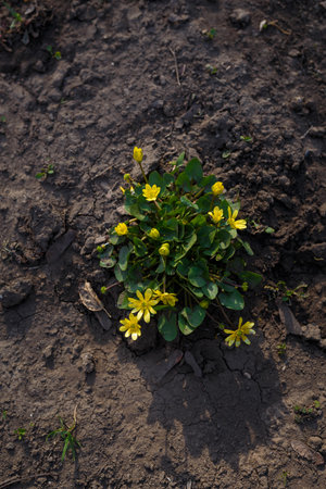 Little bush of Ficaria verna, Ranunculus ficaria. Lesser celandine or pilewort with small yellow flowers. Spring timeの写真素材