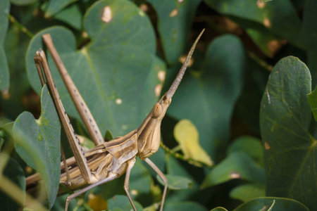Brown long headed acrida from acrididae among pea plant foliage, soft focused macro shot
