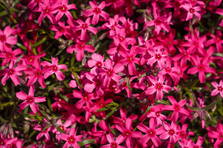 Beautiful Phlox subulata with bright pink flowers. Gardening, top view.の写真素材