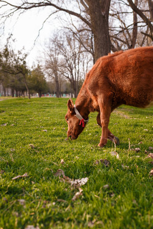 Brown calf grazing in sun light. Young cow eating grassの写真素材