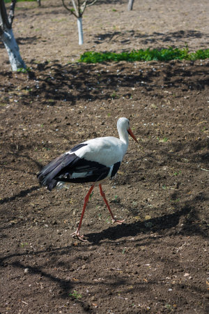 Stork in animal reserve or bird sanctuary. Duck sleeping on foreground. Ornithology and birds life.の写真素材