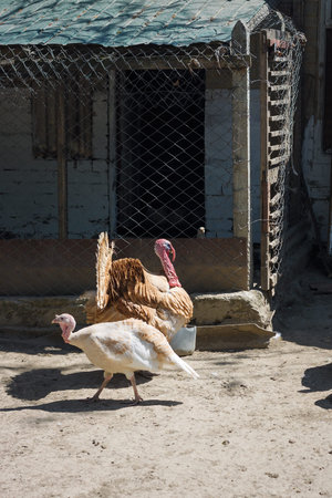 Male and female turkeys in a sanctuary or reserve. Displaying, mating behavior, sexual dimorphism.の写真素材