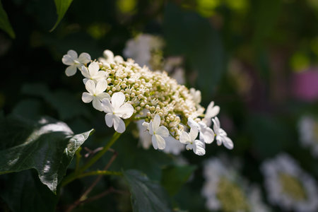 Soft focused close up shot of white viburnum flowers in bloom, blossoming guelder rose in spring...