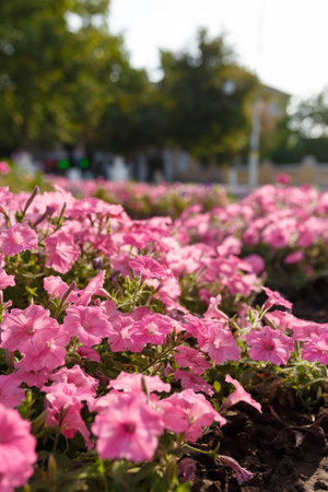 beautiful pink petunias in flowerbed in the town, close upの写真素材