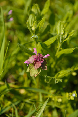 Lamium purpureum, red or purple dead nettle flower among green foliage. Close up shotの写真素材