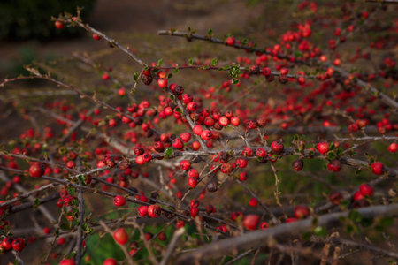 Soft focused close up shot of wall cotoneaster horizontalis bush with red berries without leaves in...
