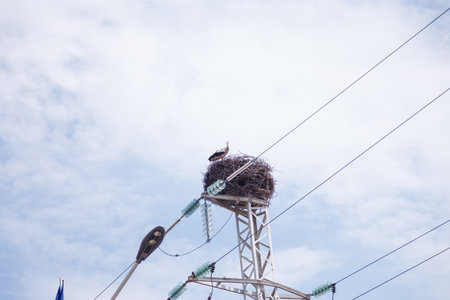 Beautiful white stork with black wings sits on nest on electricity pole in blue sky. Birds nesting behavior. Fauna habitat. Urban birds lifeの写真素材