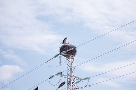 Beautiful white stork with black wings sits on nest on electricity pole in blue sky. Birds nesting behavior. Fauna habitat. Urban birds lifeの写真素材