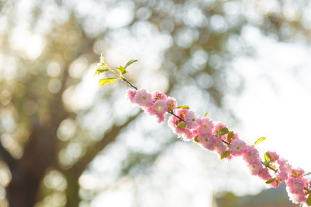 Branches of prunus triloba aka flowering plum or almond with beautiful pink flowers on blurry spring...