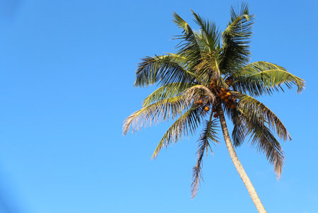 Crown of tropical coconut palm tree with green wide leaves against blue sky with copy space for text.の写真素材