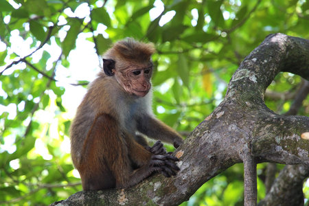 Primate macaque monkey sits on a venvi tree among the green foliage of the Sri Lankan jungle....
