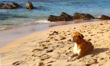 Brown dog relaxing on sandy beach by the ocean on sunny day, creating serene and charming scene. Concept of vacation with animals, nature and travelの写真素材