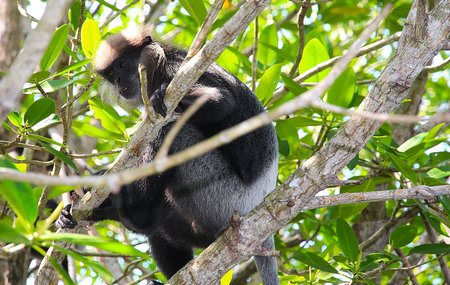 black and gray monkey with a fluffy head sits on a tree branch surrounded by green leaves in a tropical forest.の写真素材