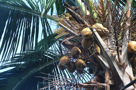 coconut palm tree with clusters of ripe coconuts hanging among its long green leaves. Sunlight filters through the foliage, creating a tropical atmosphere against a bright blue skyの写真素材