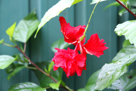 Bright red hibiscus flower with delicate petals and raindrops on the surface, against the background of juicy green leaves. Symbol of beauty, love and tropical natureの写真素材
