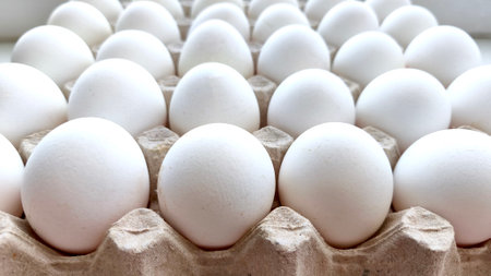 Rows of white chicken eggs in a cardboard box. Eggs background. Farming and agriculture conceptの写真素材