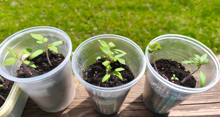 Set of three plastic transparent cups with soil and garden seedlings. Green young tomato sprouts. Farming and agriculture conceptの写真素材