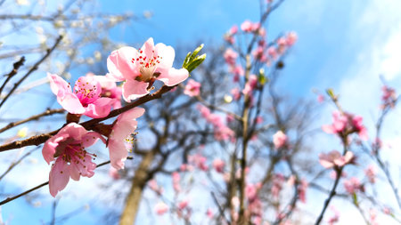 Branch of flowering almond tree with pink flowers against blue spring sky on sunny day in gardenの写真素材